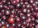 Северный Капитан